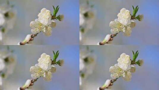 春天盛开的白色桃花花朵特写高清在线视频素材下载