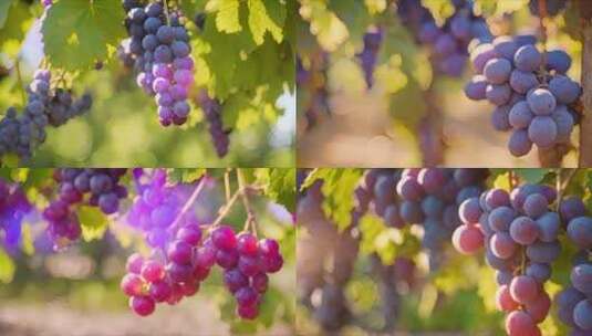 葡萄种植高清在线视频素材下载