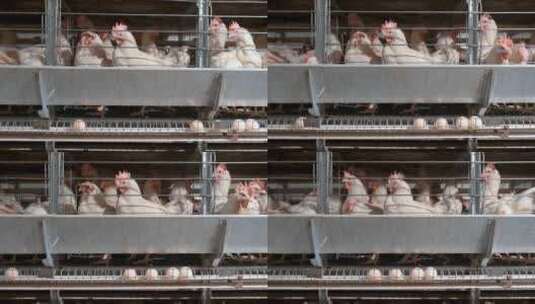 家禽养殖场鸡蛋的生产高清在线视频素材下载