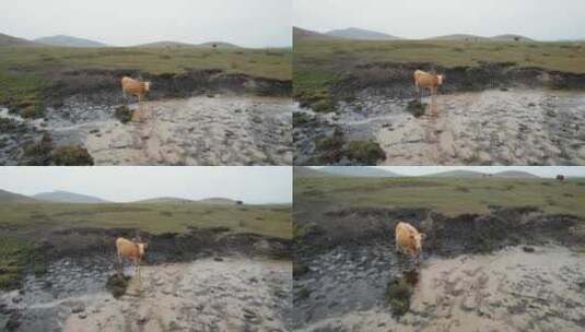 乌兰布统草原和牛对视高清在线视频素材下载