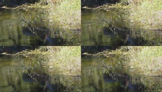 水中倒影波纹波光水流水面湖水高清在线视频素材下载