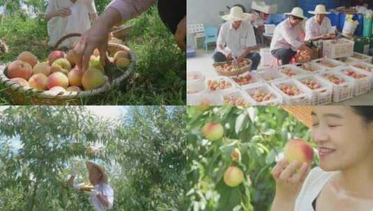 阳山水蜜桃 水蜜桃产地 水蜜桃采摘高清在线视频素材下载