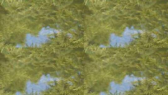 鱼苗小鱼野生鱼类麦穗鱼池塘水沟水下水草高清在线视频素材下载