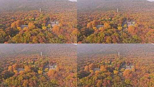 南京钟山风景区灵谷寺秋景高清在线视频素材下载