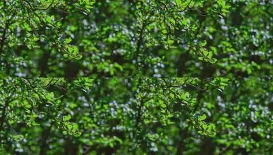 夏季阳光下生长的植物树叶特写高清在线视频素材下载
