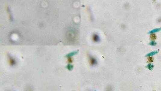 眼虫装片微生物切片高清在线视频素材下载