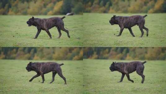 狗，Cane Corso，公园，散步高清在线视频素材下载