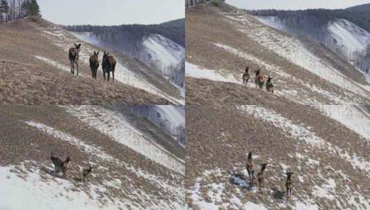 西伯利亚麝香鹿，雪，森林，俄罗斯高清在线视频素材下载