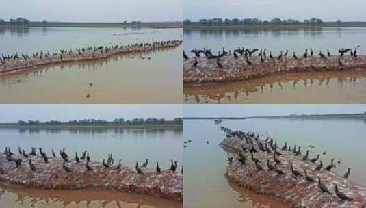 湖南岳阳东洞庭湖湿地候鸟鸟群高清在线视频素材下载