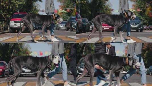 女人，步行，城市，大丹犬高清在线视频素材下载