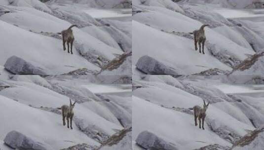 Steinbock，野山羊，山羊，岩石高清在线视频素材下载