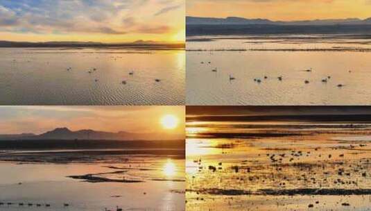 实景 夕阳下游弋在水面的天鹅温暖画面高清在线视频素材下载