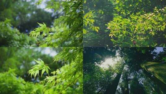 山间树叶光影绿色生态自然风景空境头意境高清在线视频素材下载