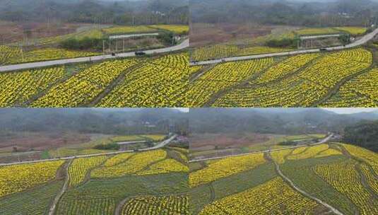 六安霍山菊花花海高清在线视频素材下载