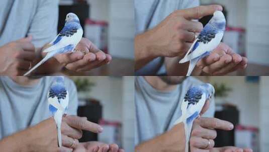 Budgerigar玩英俊的男人Budg高清在线视频素材下载