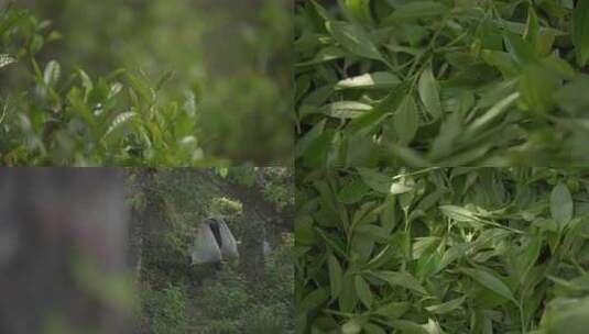 【4K】武夷山春茶茶叶特写高清在线视频素材下载