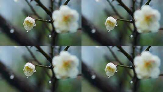 春天下雨天梅花花朵上的雨水雨滴雨珠高清在线视频素材下载