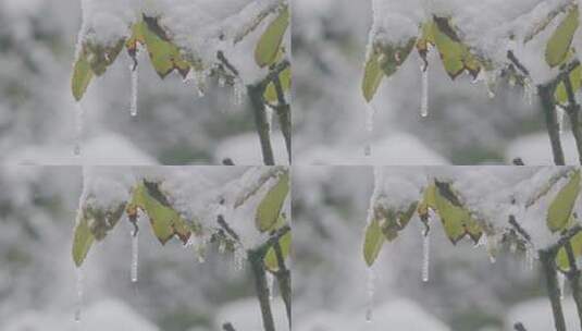 覆雪树叶挂冰柱特写高清在线视频素材下载