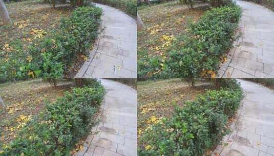 户外绿植特写高清在线视频素材下载