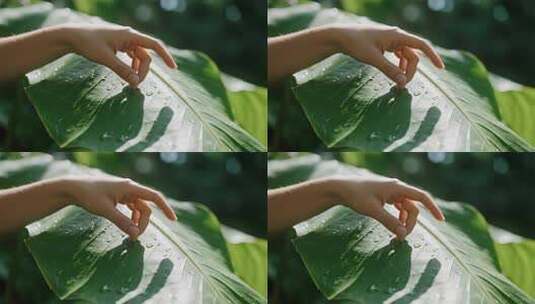白露节气手抚绿叶清新自然视频高清在线视频素材下载
