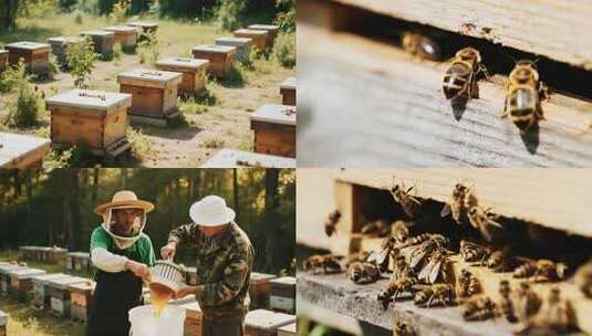 养蜂人蜂蜜蜜蜂蜂蜜生产4K高清在线视频素材下载