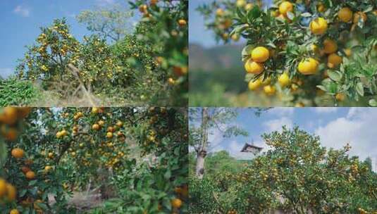 秋天丰收果园-桔子熟了-采摘4k素材高清在线视频素材下载