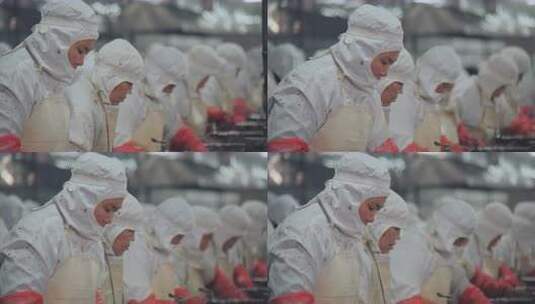 工人穿着防护服在流水线上加工海参高清在线视频素材下载