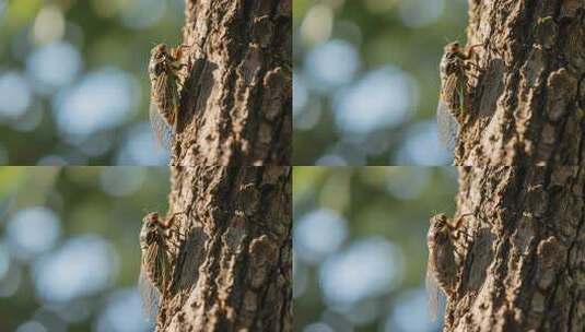 处暑知了树干鸣叫夏天昆虫视频高清在线视频素材下载