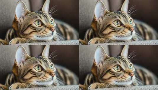 慵懒午后阳光下小猫的惬意时光高清在线视频素材下载