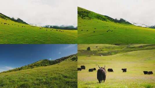 青藏高原牦牛群 草原生态动物 玉科 逆光高清在线视频素材下载