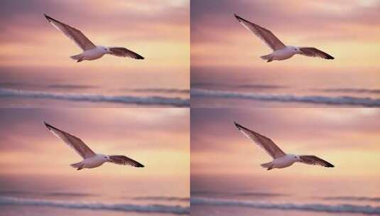 夕阳下海鸥飞翔于海面高清在线视频素材下载