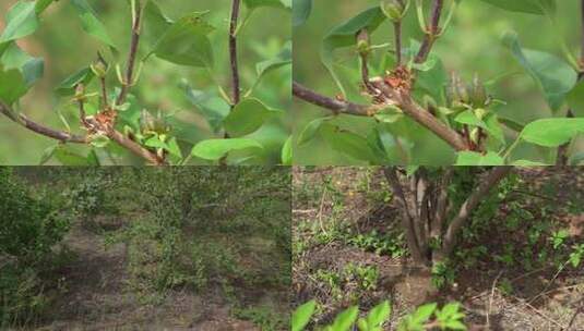 连翘种植007高清在线视频素材下载