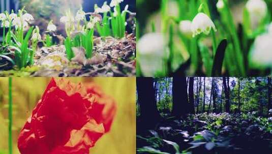 白色花朵微距特写高清在线视频素材下载