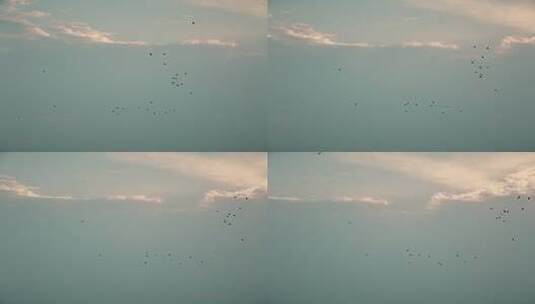 候鸟南飞 飞鸟归巢 思念 季节交替 时光飞逝高清在线视频素材下载