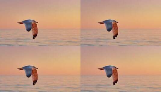 海面海鸥飞翔日出景象高清在线视频素材下载