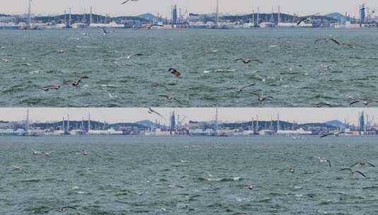慢动作海鸥翱翔蓝色海面碧海蓝天海鸥飞翔高清在线视频素材下载