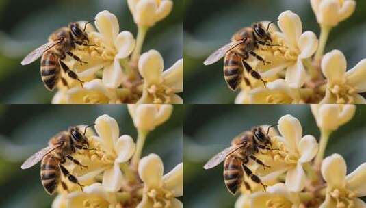 蜜蜂采蜜特写高清在线视频素材下载