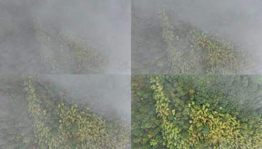 航拍雨后的云雾山脉森林江南秋景高清在线视频素材下载
