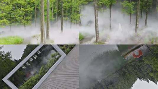 烟雾森林精灵失落的秘境高清在线视频素材下载