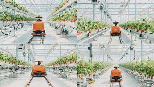 温室大棚内机器人作业画面高清在线视频素材下载