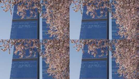 春天有樱花的商务写字楼玻璃幕墙高清在线视频素材下载