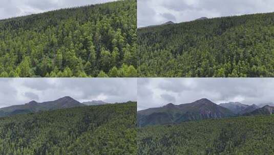 飞跃云南高山原始森林 云雾缭绕的白马雪山高清在线视频素材下载