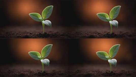破土而出的小苗象征着希望与成长高清在线视频素材下载