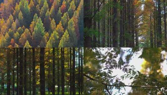 航拍山东荣成成山大道水杉林秋天风景高清在线视频素材下载