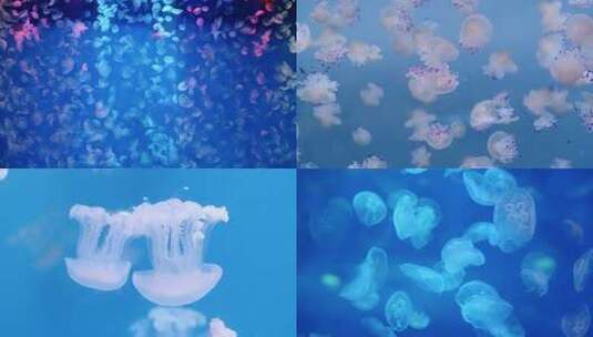 水族馆中游动的水母高清在线视频素材下载