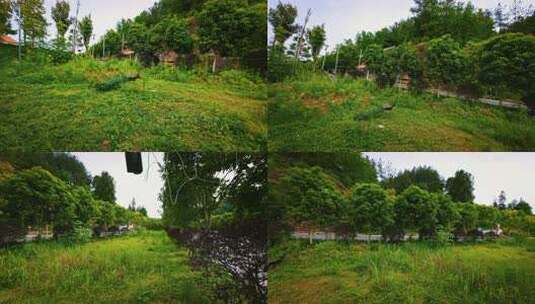 龙山县平顶山孔雀高清在线视频素材下载