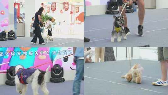 宠物服务中心牵绳行走的小狗高清在线视频素材下载