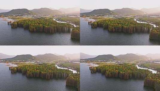 中国浙江宁波四明湖水杉林秋天风景航拍高清在线视频素材下载