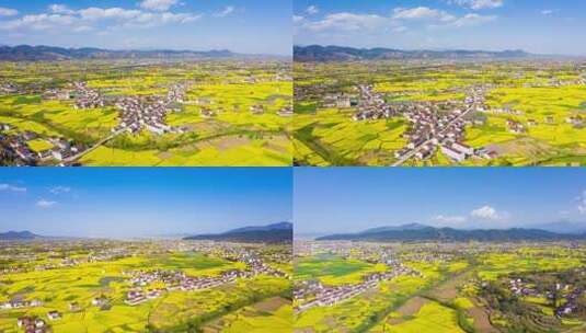 航拍乡村油菜花田全景高清在线视频素材下载