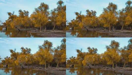 额济纳胡杨林小火车内蒙古风景秋天胡杨高清在线视频素材下载